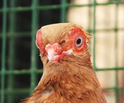 Prague Short Faced Tumbler