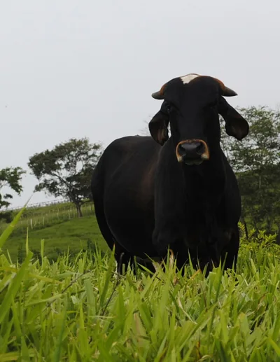 Preta cattle