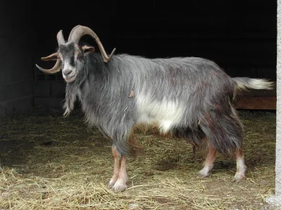 Provençale goat