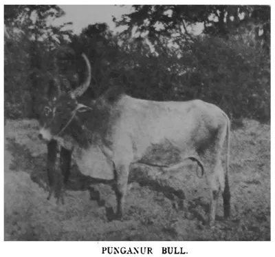 Punganur Cow