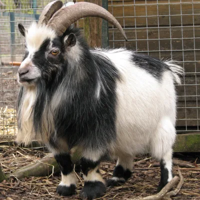 Pygmy (UK goat breed)