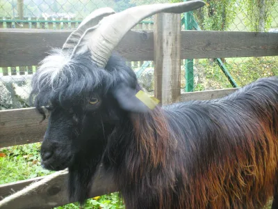 Pyrenean goat