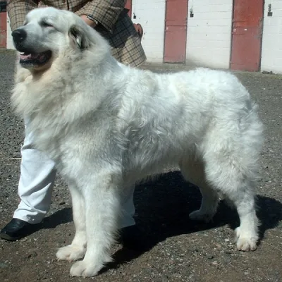 Pyrenean Mountain Dog