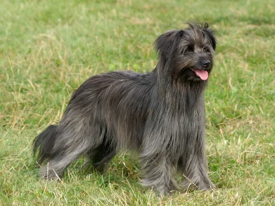 Pyrenean Sheepdog Long-haired