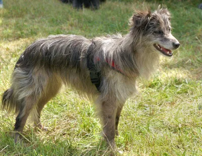 Pyrenean Sheepdog Smooth-faced