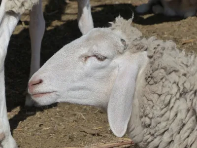 Queue fine de l'Ouest