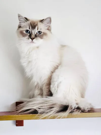 Ragdoll