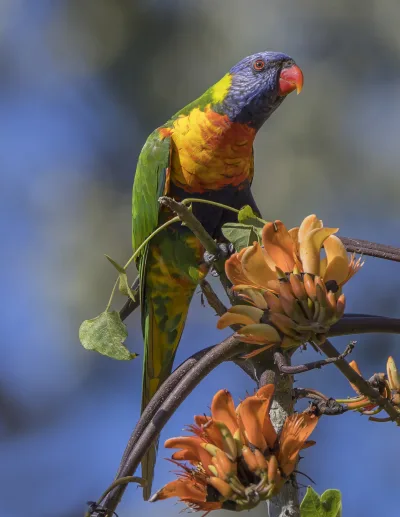 Rainbow lorikeet