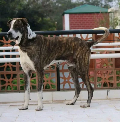 Ramanadhapuram Mandai