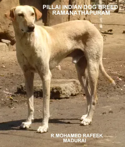 Ramanathapuram mandai dog