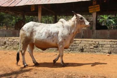 Rathi cattle