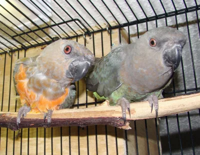 Red-bellied parrot
