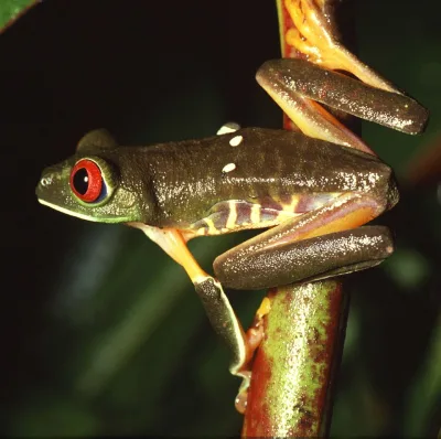 Red-eyed tree frog