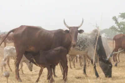 Red Fulani cattle