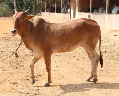Red Kandhari cattle
