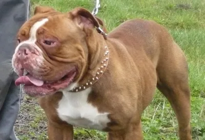 Renascence Bulldogge