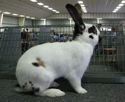 Rhinelander rabbit