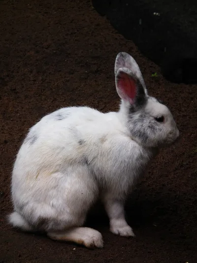 Rhönkaninchen