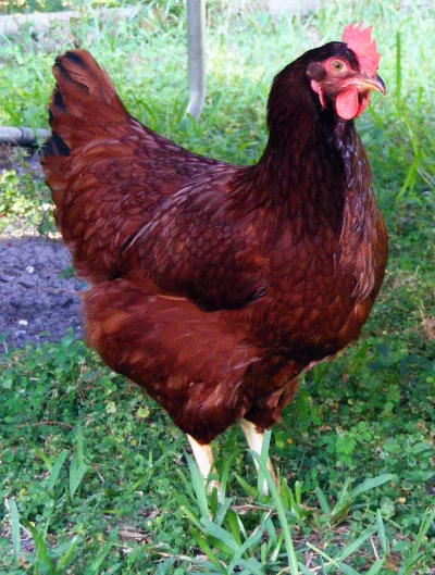 Rhode Island Red