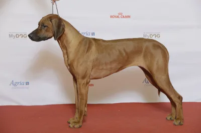 Rhodesian Ridgeback
