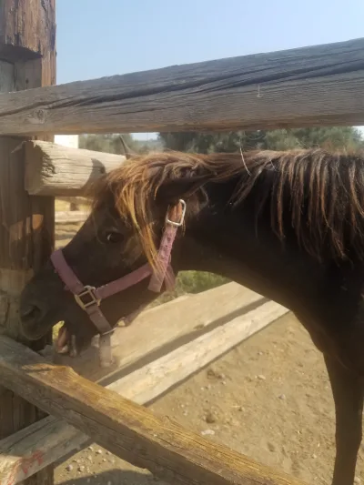 Rhodos pony