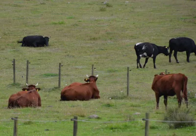 Ringamåla cattle