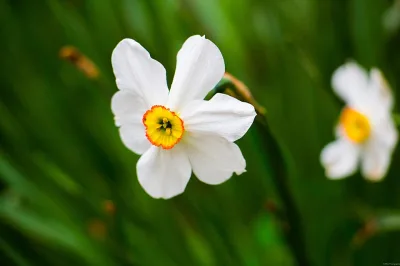 Romanian beauty Homer