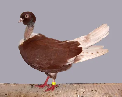 Romanian Naked Neck Tumbler