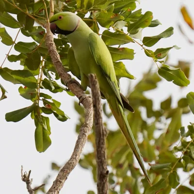 Rose-ringed parakeet