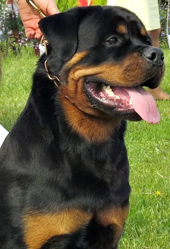 Rottweiler