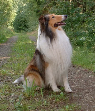 Rough Collie