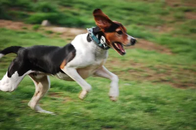 Running Walker Coonhound