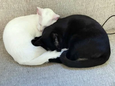 Russian White, Black and Tabby