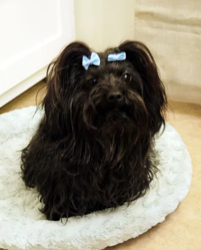 Russkaya tsvetnaya bolonka