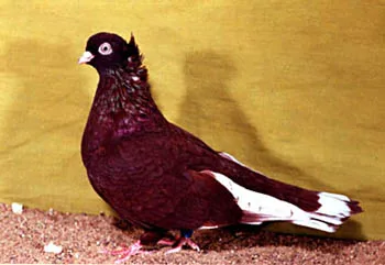 Rzhev Ribbon Tail Tumbler