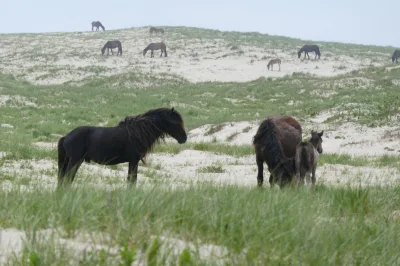 Sable Island Pony