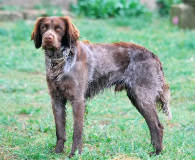 Saint-Usuge Spaniel