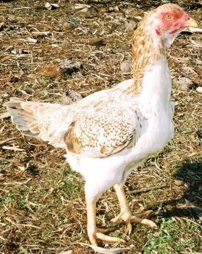 Saipan Jungle Fowl