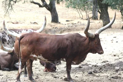 Sanga cattle