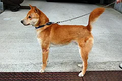 San'in Shiba Inu