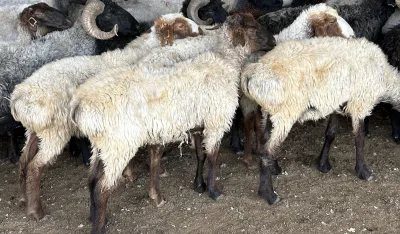 Saryja sheep