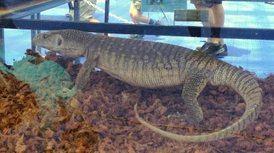 Savannah monitor
