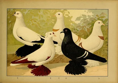 Saxon Crescent Pigeon