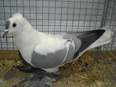 Saxon Wing Pigeon