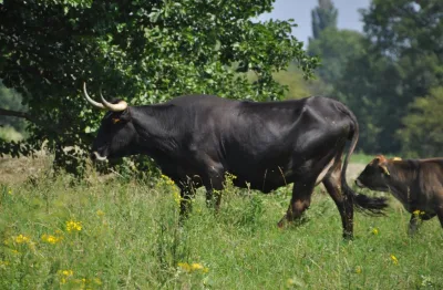 Sayaguesa Cattle