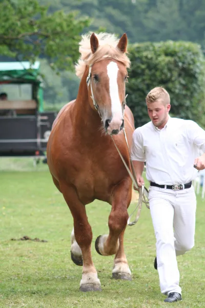 Schleswig horse