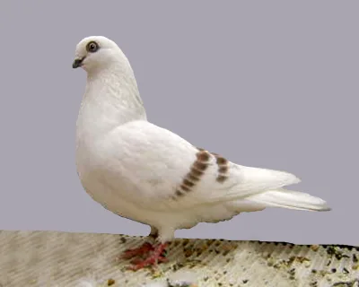 Schoeneberg Barred Tumbler