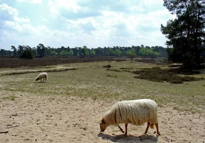 Schoonebeker heideschaap