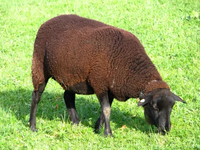 Schwarzbraunes Bergschaf