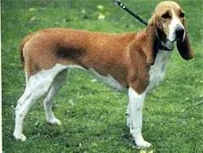 Schwyz Hound
